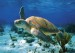 želva mořská.jpg